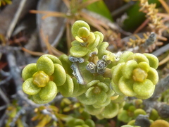 Olearia nummulariifolia