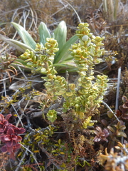 Olearia nummulariifolia