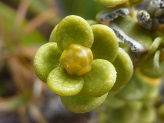 Olearia nummulariifolia