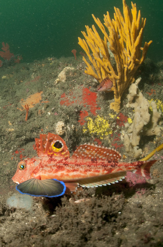 Representative image of Lepidotrigla