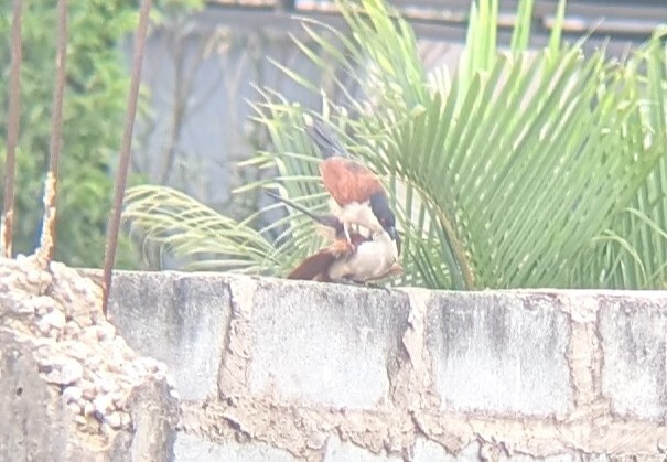Blue-headed Coucal (Centropus monachus), photo 2