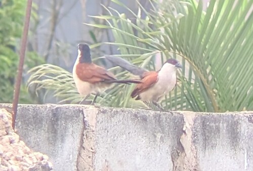 Blue-headed Coucal (Centropus monachus), photo 10