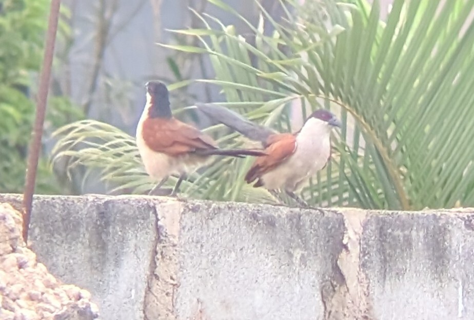 Blue-headed Coucal (Centropus monachus), photo 4