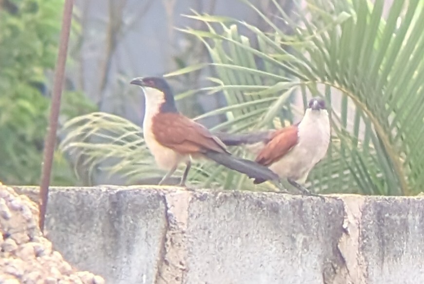 Blue-headed Coucal (Centropus monachus), photo 1
