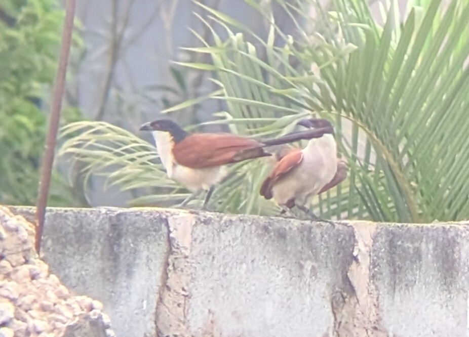 Blue-headed Coucal (Centropus monachus), photo 3