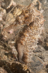 Hippocampus whitei