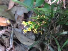 Apostasia wallichii