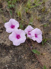 Ipomoea bathycolpos