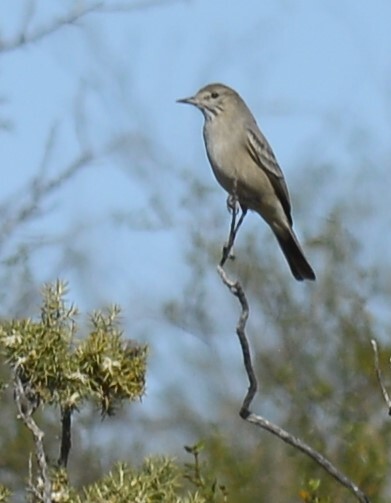 Lesser Shrike-Tyrant (Agriornis murinus), photo 9