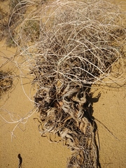 Astragalus karakugensis