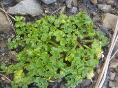 Apium prostratum filiforme