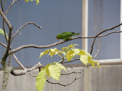 Psittacara finschi