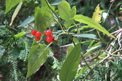 Solanum pittosporifolium