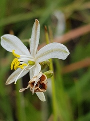 Chlorophytum fasciculatum