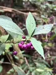 Callicarpa randaiensis