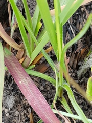 Chlorophytum fasciculatum