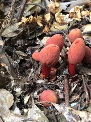 Balanophora yakushimensis