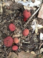 Balanophora yakushimensis