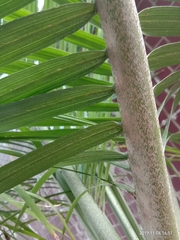 Arecaceae
