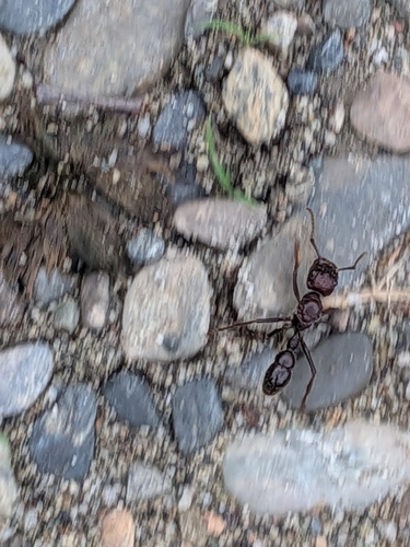 Bullet ant