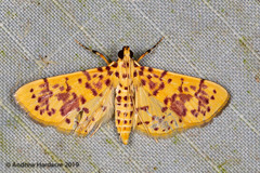 Conogethes haemactalis
