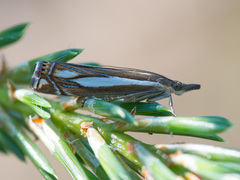 Crambus ericella