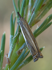 Crambus ericella