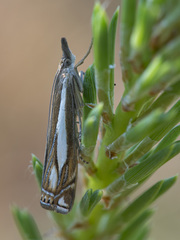 Crambus ericella