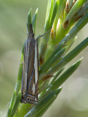 Crambus ericella