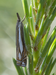 Crambus ericella