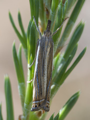 Crambus ericella