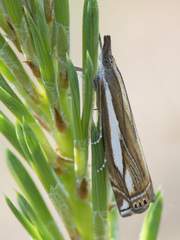 Crambus ericella