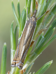 Crambus ericella