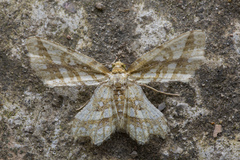 Fritillerinnys clathraria