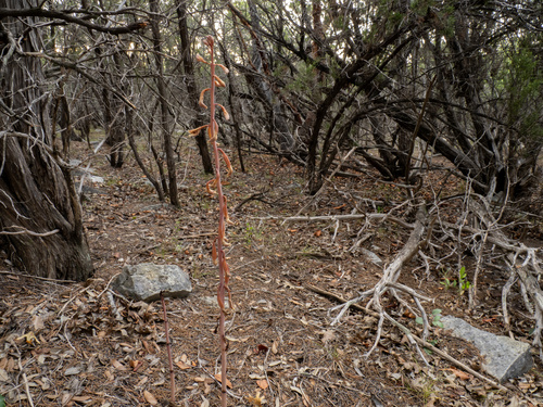 Arizona crested coralroot (Bletia arizonica)