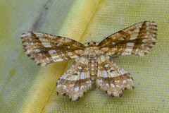 Fritillerinnys clathraria