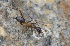 Camponotus festinus inezae