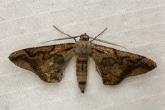 Hypochrosis baenzigeri