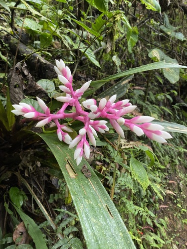 Guzmania alborosea