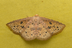 Thyrididae