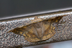 Fascellina chromataria