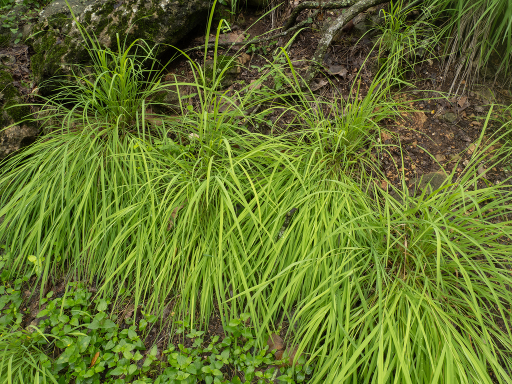 Bunch cutgrass (Leersia monandra)