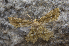 Fritillerinnys clathraria