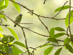 Psilopogon duvaucelii