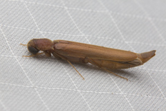 Lymexylidae