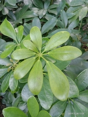 Schefflera