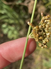 (c) Jake OFlaherty, some rights reserved (CC BY) Juncus pylaei, photograph (c) Jake OFlaherty, some rights reserved (CC BY)