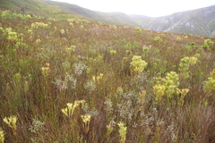 Erica cumuliflora