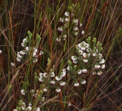 Erica cumuliflora