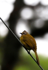 Pycnonotus flavescens